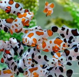 「十大神農」首見觀賞魚養殖得主 薛雍霖帶小丑魚「尼莫」游向歐美亞10國