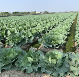 葉菜產地風災受損輕微 明起全臺逾1500據點推高麗菜優惠專區 國產每顆百元有找