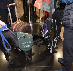 臺灣獲WOAH認定非洲豬瘟非疫區 農業部：積極洽談星、馬等外銷生鮮豬肉