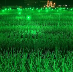 宜蘭三星蔥害蟲抗藥性強 農試所「綠燈」防治減蟲蛀40%還增產逾2成