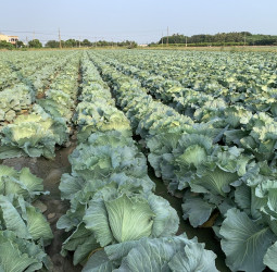 高麗菜種植連亮警戒燈號 農糧署示警：11月中下旬切勿再超種
