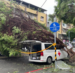 「康芮」罕見強風多處路樹應聲傾倒 專家分析四原因