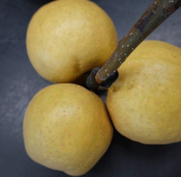 寶島甘露梨全臺嫁接達8成 憂產期集中風險高 臺中場推廣大果舊品種「台中1號」