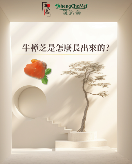 從一寸木肌開始的奇蹟：澄澈美以科學與匠心打造高品質牛樟芝王國，開創健康新標竿