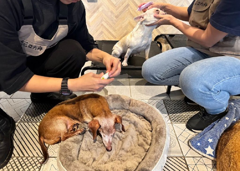 法國皇家攜手東森寵物，共推「糧心助浪」公益活動