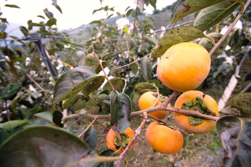 台中水果宅配 外銷級鮮果直送 高山甜柿好柿成雙