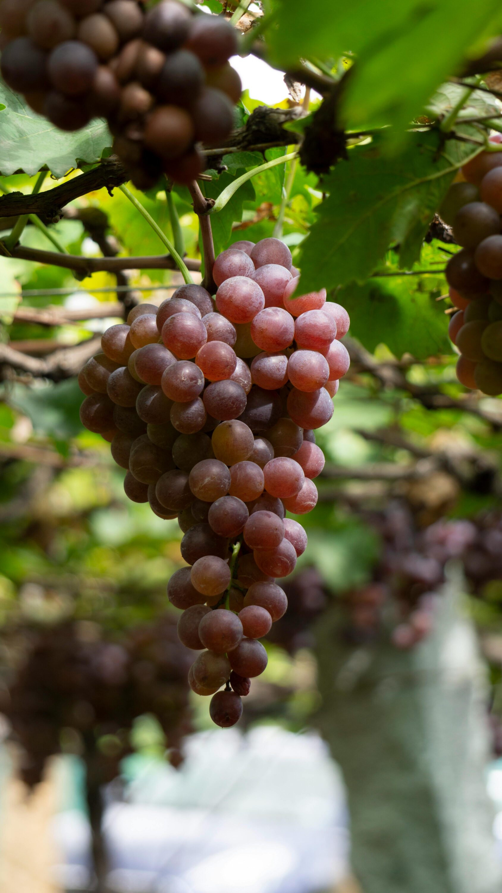 星鏈咖啡導入「時光回溯」概念膠囊  青春活力管理打造會員生活新標準