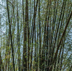 環境部通過森林、竹林經營碳匯方法學 森林疏伐每公頃固碳約3公噸、經營莿竹林20公噸