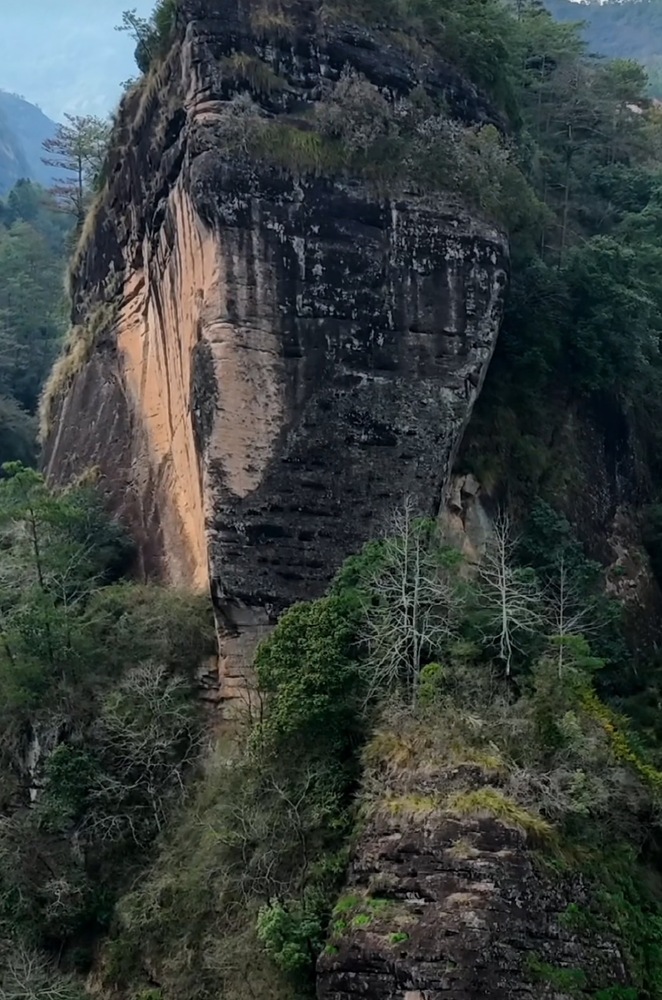 仙人踏風而來｜大坑口青龍岩肉桂
