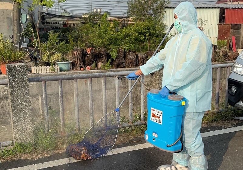 勿隨意丟棄死畜禽 如造成疫情散播100萬元罰鍰