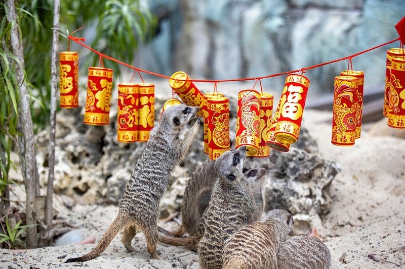 萬獸創意圍爐迎新春 壽山動物園加碼贈好禮