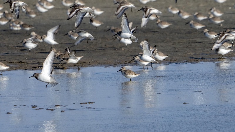 【陳宜民觀點】 廢核，減碳與濕地
