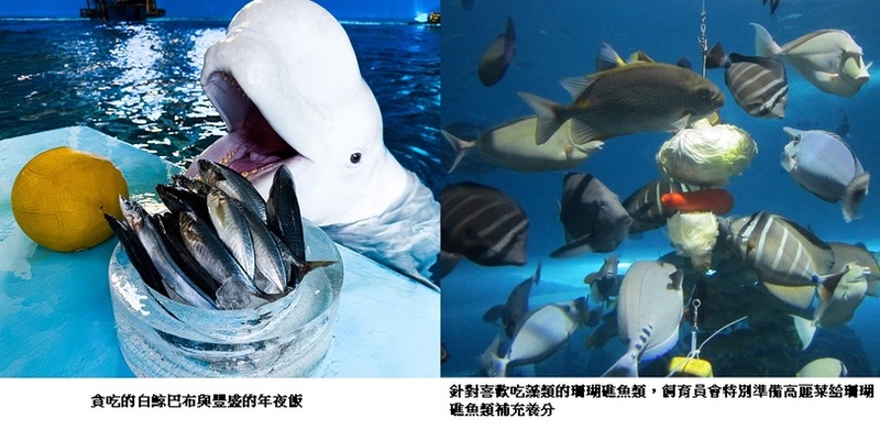 屏東海生館飼育員特別為館內海洋生物準備年夜飯 一起迎接金蛇年