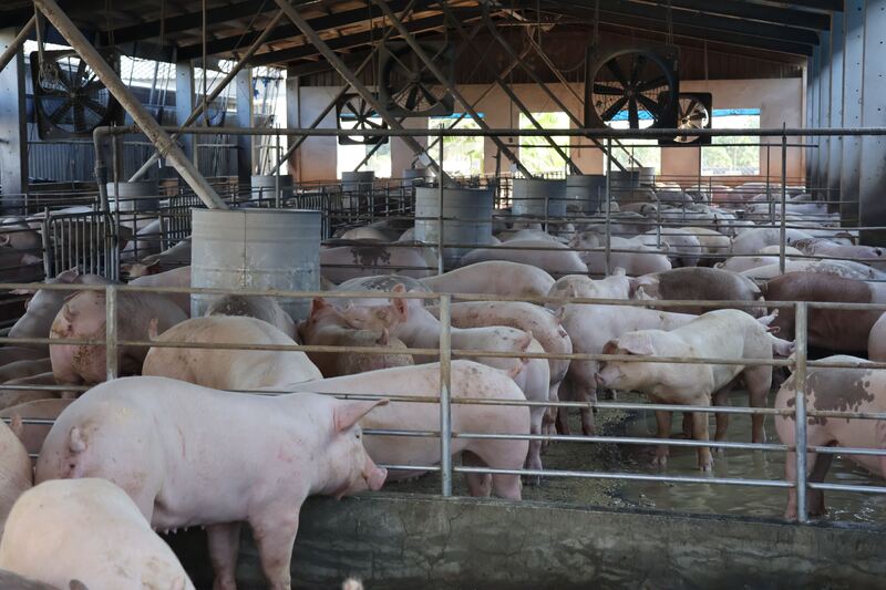 青創補助　領航畜牧 青創獸醫產檢母豬　4頭豬就有1頭「合宇興」守護