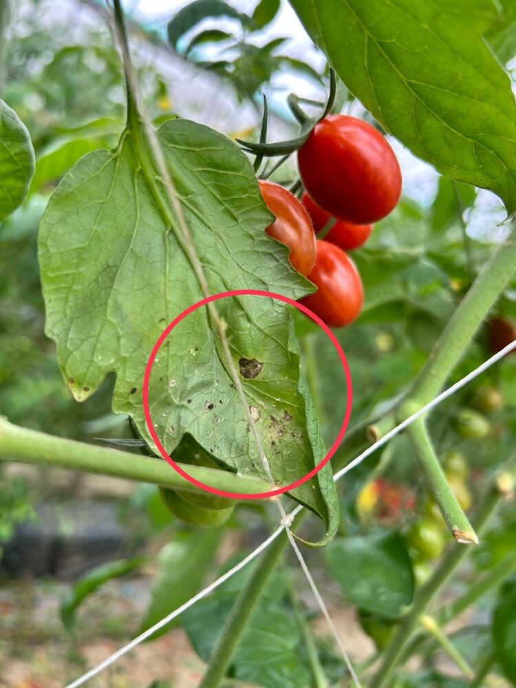 銀葉粉蝨密度攀升，提醒農民朋友進行防治作業