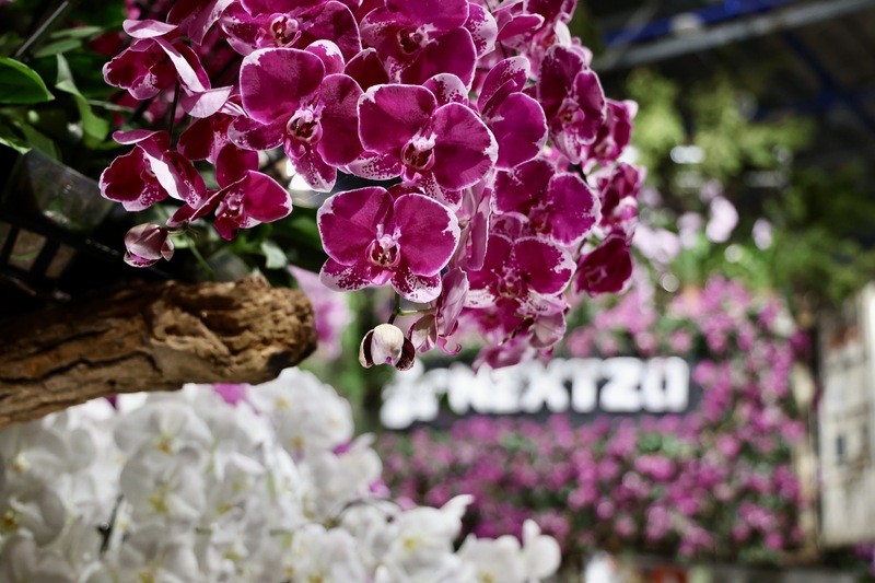 2025亞太蘭花會議開幕暨臺灣國際蘭展開園 賞野性優雅蘭花