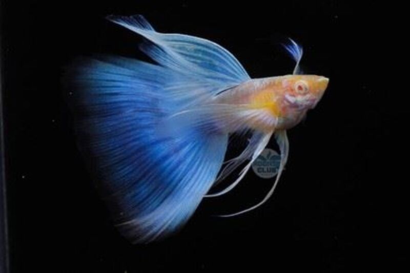 2025屏東縣觀賞魚產業推廣國際交流比賽活動