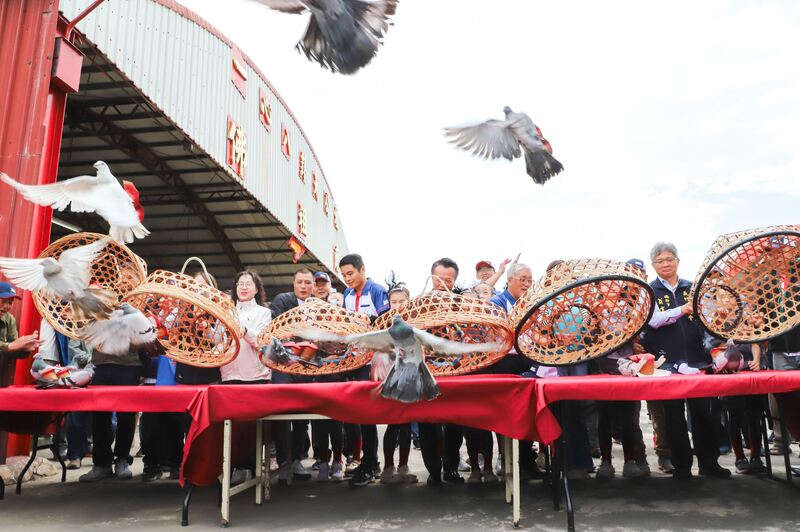 振翅高飛！義竹「賽鴿笭」文化季熱鬧登場