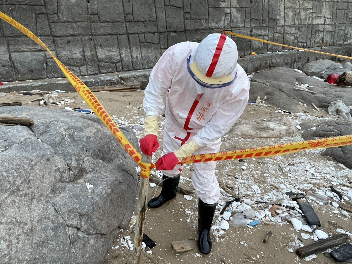 馬祖北竿驚現海漂豬！海巡署嚴守國門防疫總動員即啟動應變機制防堵疫情