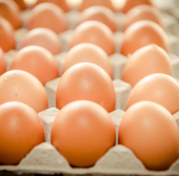 地檢署約談陳吉仲、陳駿季、林聰賢3人後請回 農業部：靜待司法調查