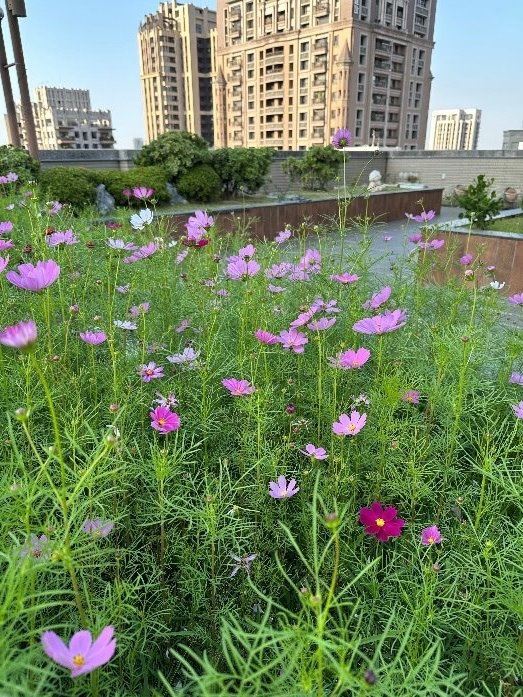 高雄市3/25起受理立體綠化補助！申請納入淨零設施，最高可得80萬！