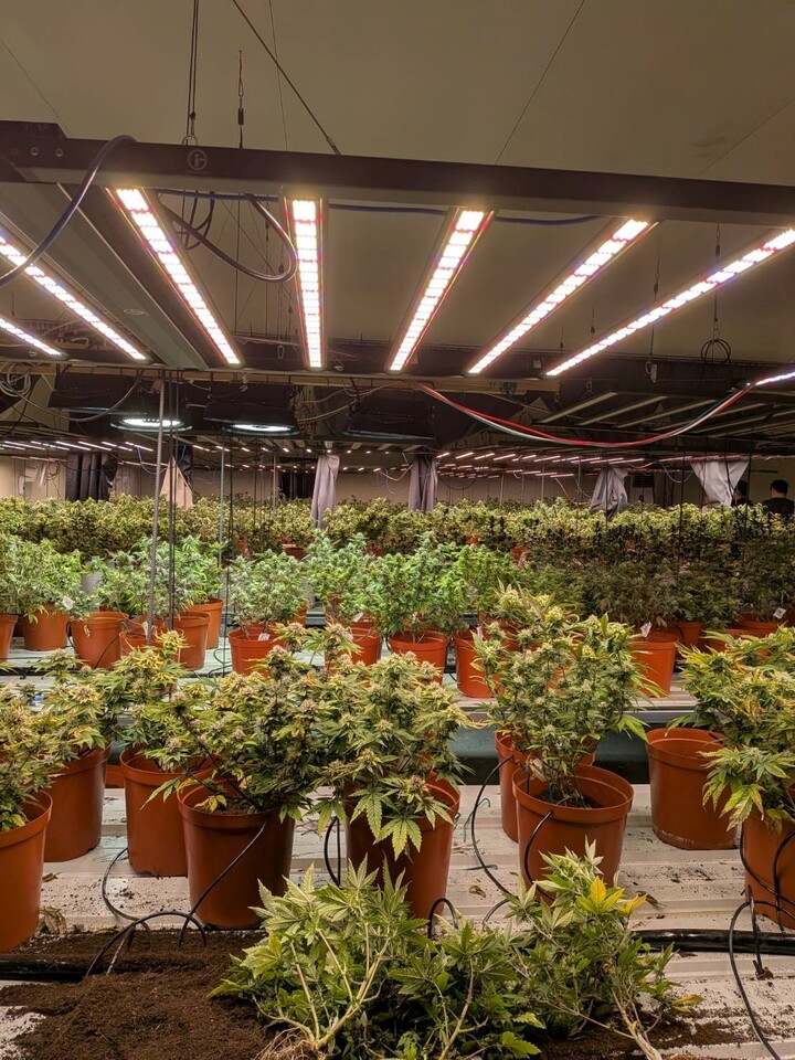 調查局破獲臺法共組鉅量大麻工廠　赴機場及時攔阻法籍共犯潛逃出境1565株大麻曝光