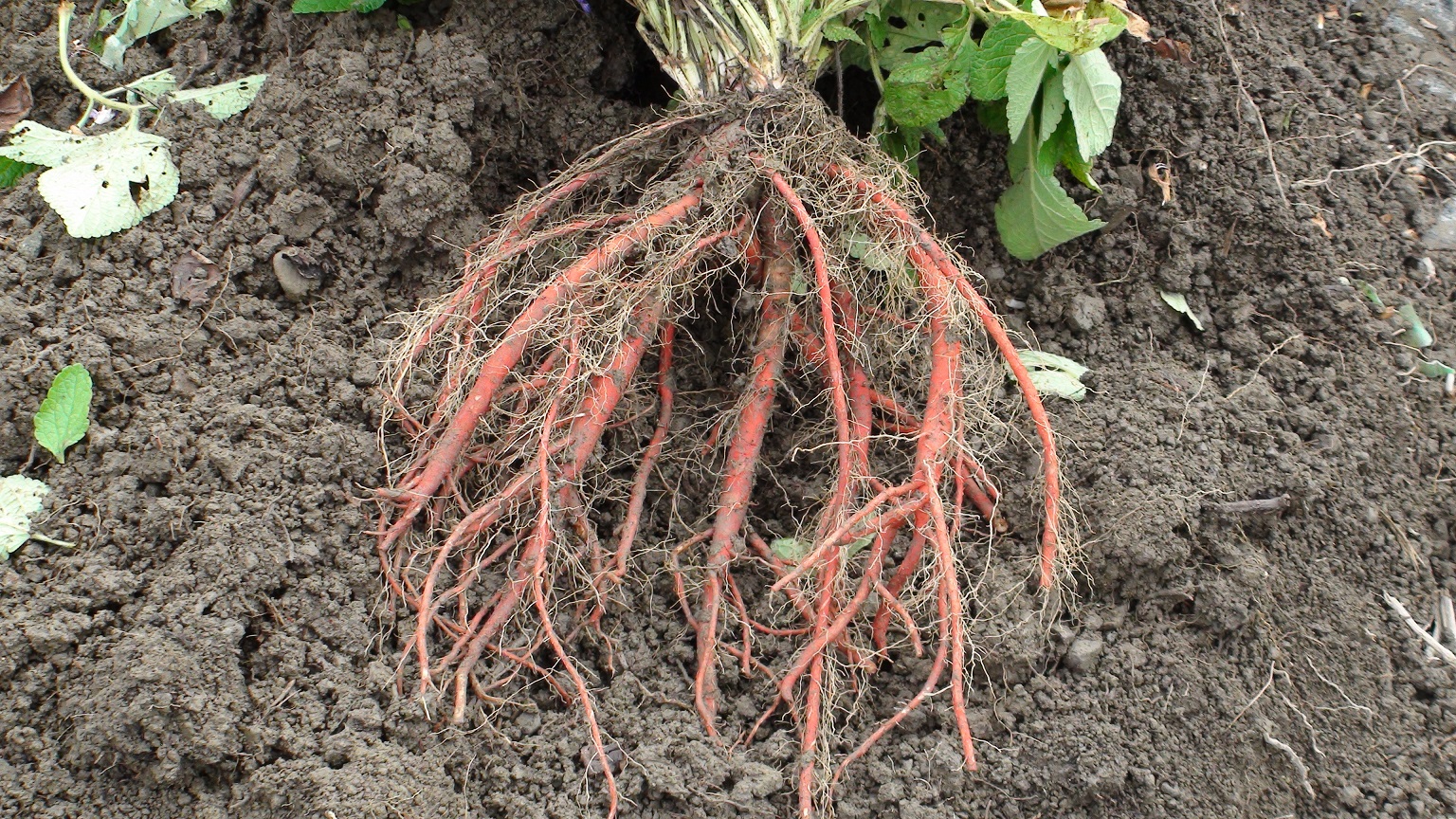 衛福部公告「中藥材農藥殘留限量基準」 統一管理20項中藥材 115年正式生效