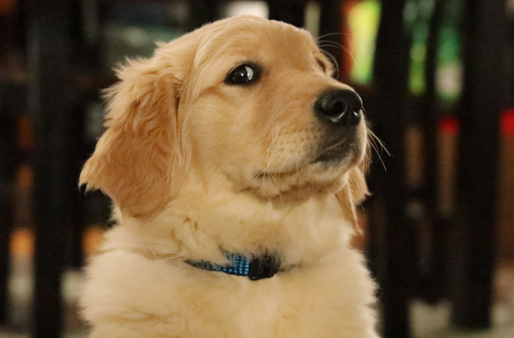 女子裸睡遭愛犬「騎乘」憂懷孕？動物醫院曝真相：不可能發生，專家揭密原因！