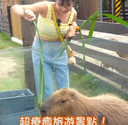 新竹超人氣親子景點！各種療癒小動物！近距離互動！