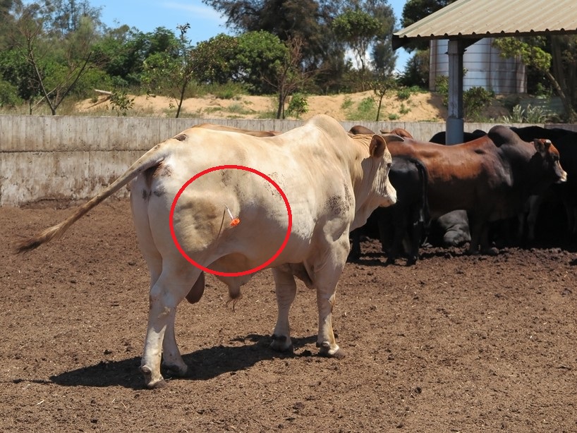 日本爆發牛結節疹 防檢署：檢疫條件重新議定 即日起巴斯德滅菌牛奶可輸臺