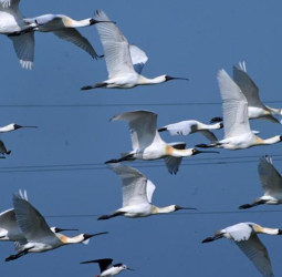 全臺黑琵數量創新高　臺南成最大棲地顯現公私協力守護生態成果　保育成果持續提升