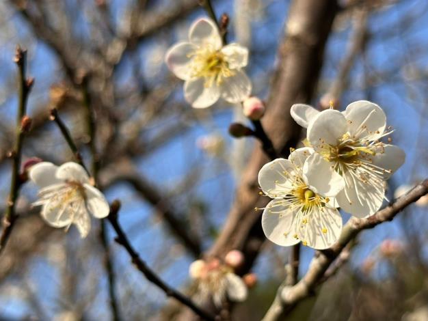 「梅」你不行的冬季旅程啟動！走進臺南楠西賞梅花、體驗採果樂趣再泡湯暖身超幸福