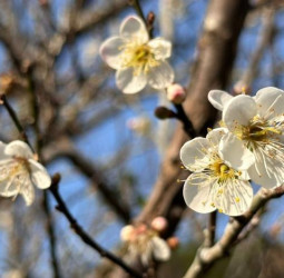 「梅」你不行的冬季旅程啟動！走進臺南楠西賞梅花、體驗採果樂趣再泡湯暖身超幸福